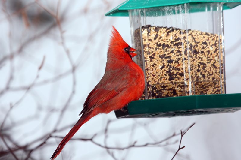 Bird Feeder Hanging